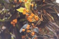 Ripe loquat fruits on the tree. Fruit of loquat -Eriobotrya japonica. Ripe loquat or medlar fruit tree in agriculture garden Royalty Free Stock Photo