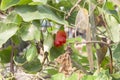 Ripe Lvy Gourd or Coccinia fruit on tree. Being eaten by insects.