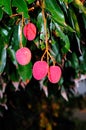 Ripe lychee fruit Royalty Free Stock Photo