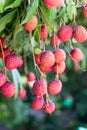 Ripe lychee fruit on tree i Royalty Free Stock Photo