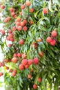 Ripe lychee fruit on tree i Royalty Free Stock Photo