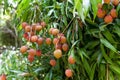 Ripe lychee fruit on tree i Royalty Free Stock Photo