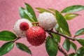 Ripe lychee fruits hang on a branch with green leaves on a pink background. Juicy fresh berries. Harvesting