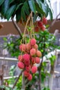 Ripe lychee fruits on tree Royalty Free Stock Photo