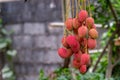 Ripe lychee fruits on tree Royalty Free Stock Photo
