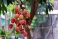 Ripe lychee fruits on tree Royalty Free Stock Photo