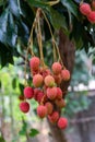 Ripe lychee fruits on tree Royalty Free Stock Photo