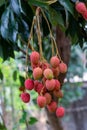 Ripe lychee fruits on tree Royalty Free Stock Photo
