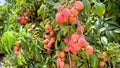 Ripe lychees fruit on a tree. Royalty Free Stock Photo
