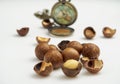 Ripe macadamia nuts closeup. Small Depth of Field Royalty Free Stock Photo