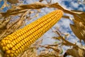 Ripe maize Royalty Free Stock Photo