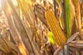 Ripe maize corn on the cob Royalty Free Stock Photo