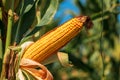 Ripe maize corn on the cob in field Royalty Free Stock Photo