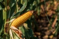 Ripe maize corn on the cob in field Royalty Free Stock Photo