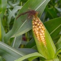 Ripe maize Royalty Free Stock Photo