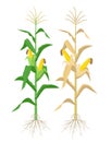 Ripe Maize plants isolated on white background with yellow corncobs vector illustration in flat design. Mature corn