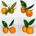 Ripe mandarin citrus isolated tangerine mandarine