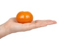 Ripe mandarin, citrus tangerine, orange in hand. Isolated on white background