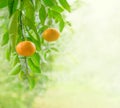 Ripe mandarin fruits closeup on a branch in citrus garden