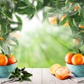 Ripe mandarin fruits, green tangerine tree leaves Royalty Free Stock Photo