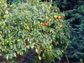 Ripe mandarin fruits grow on a tree with green leaves on a farm Royalty Free Stock Photo