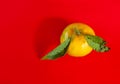 Ripe mandarin with leaves Royalty Free Stock Photo