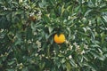 Ripe mandarin or orange fruit on tree branch Royalty Free Stock Photo