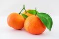 Ripe mandarines citrus with green leaves