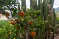 Ripe mandarins on a tree Royalty Free Stock Photo