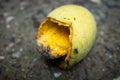 Ripe mango fallen on the ground pecked by bird until rot Royalty Free Stock Photo