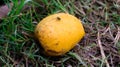 A ripe mango falling from a tree. Enhances the beauty of nature