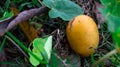A ripe mango falling from a tree. Enhances the beauty of nature