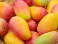 Ripe mango pile in the basket
