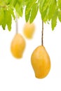 Ripe mangoes hanging on trees