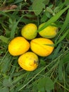 Ripe Mangoes Royalty Free Stock Photo