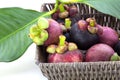 Ripe mangosteens Garcinia mangostana with green leaves in a basket on the white background Royalty Free Stock Photo