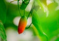 Ripe mature fruit of ivy gourd with green leaves and morning sunlight in garden. Tropical vine. Edible fruits. Closeup red fruit