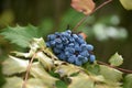 Ripe Medicinal Berries on a Mahonia Bush