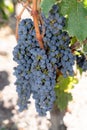 Ripe Merlot grapes lit in vineyard Chateau Margaux in Gironde Aquitaine France