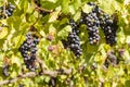Ripe merlot grapes on vine in vineyard at harvest time Royalty Free Stock Photo