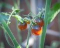 Ripe Midnight Snack Tomato, an indigo-type cherry tomatoes purplish-brown, red centers vibrant colors show healthy antioxidants Royalty Free Stock Photo