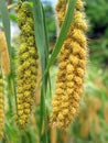 Ripe Millet Heads Royalty Free Stock Photo