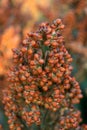 Ripe Milo (Sorghum)