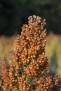 Ripe Milo (Sorghum)