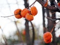 The treasure of persimmons - Chinese Mopan Persimmon