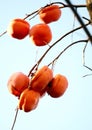 The treasure of persimmons - Chinese Mopan Persimmon.