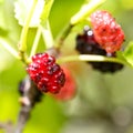 Ripe mulberries in green foliage