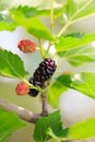 Ripe mulberries in green foliage