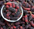 Ripe mulberry berries in a bowl, Royalty Free Stock Photo