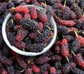 Ripe mulberry berries in a bowl,